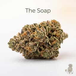 The Soap cannabis strain