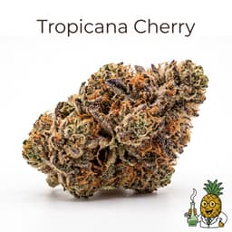Tropicana Cherry cannabis strain