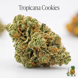 Tropicana Cookies cannabis strain