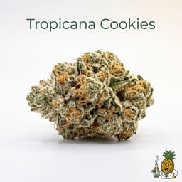 Tropicana Cookies cannabis strain