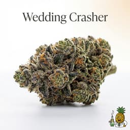 Wedding Crasher cannabis strain