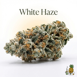 White Haze cannabis strain