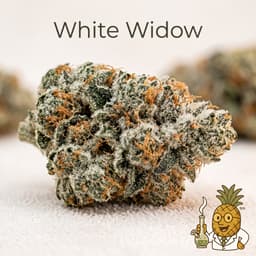 White Widow cannabis strain