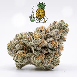 Whitethorn Rose cannabis strain