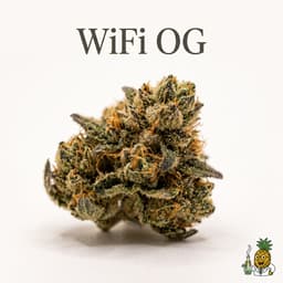 WiFi OG cannabis strain