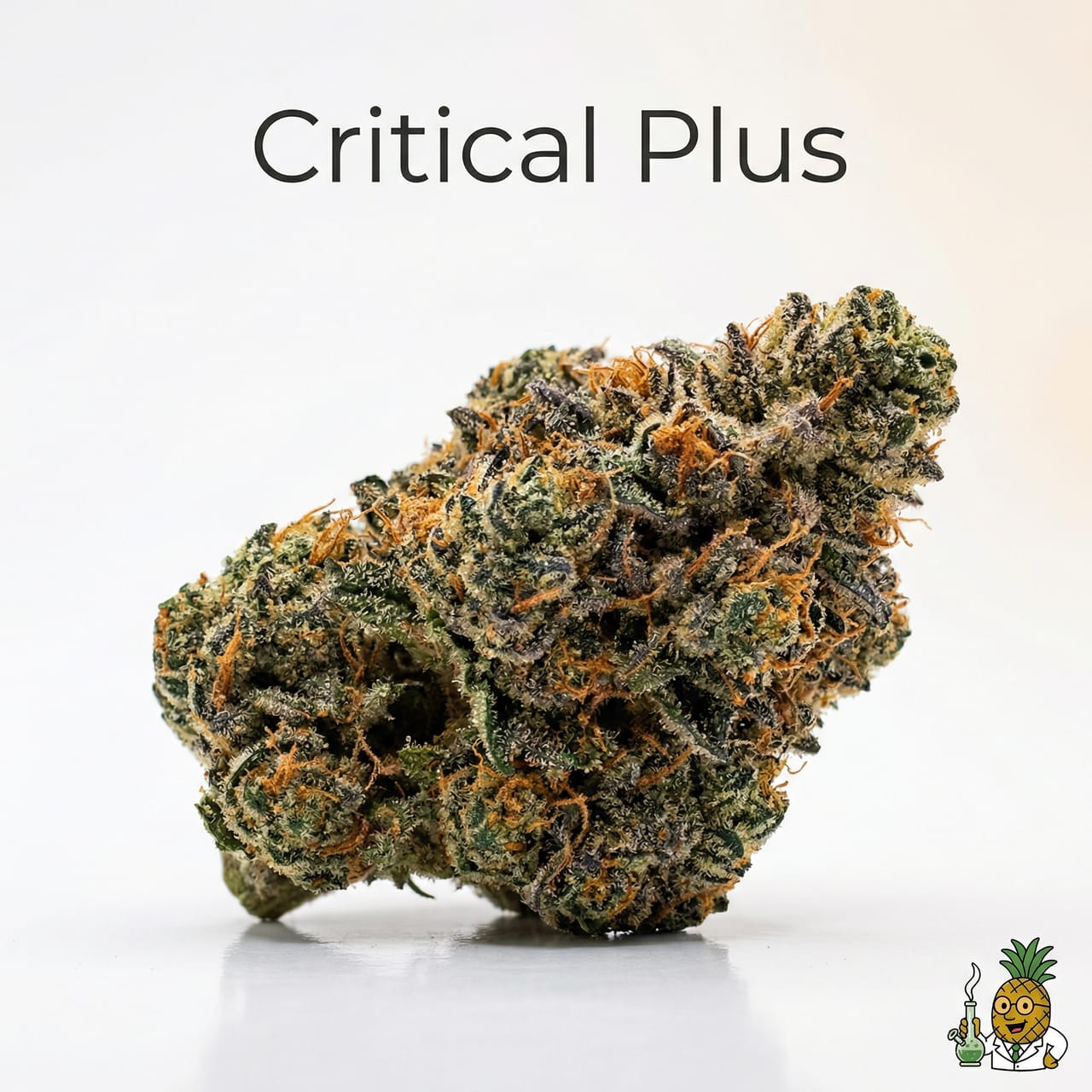 Critical Plus Critical Plus - Relaxing High | Myrcene Strain | This Is Why I'm High